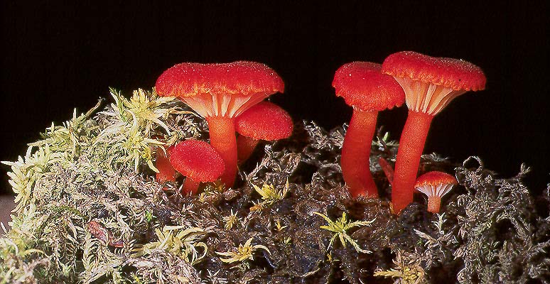 Hygrocybe turunda